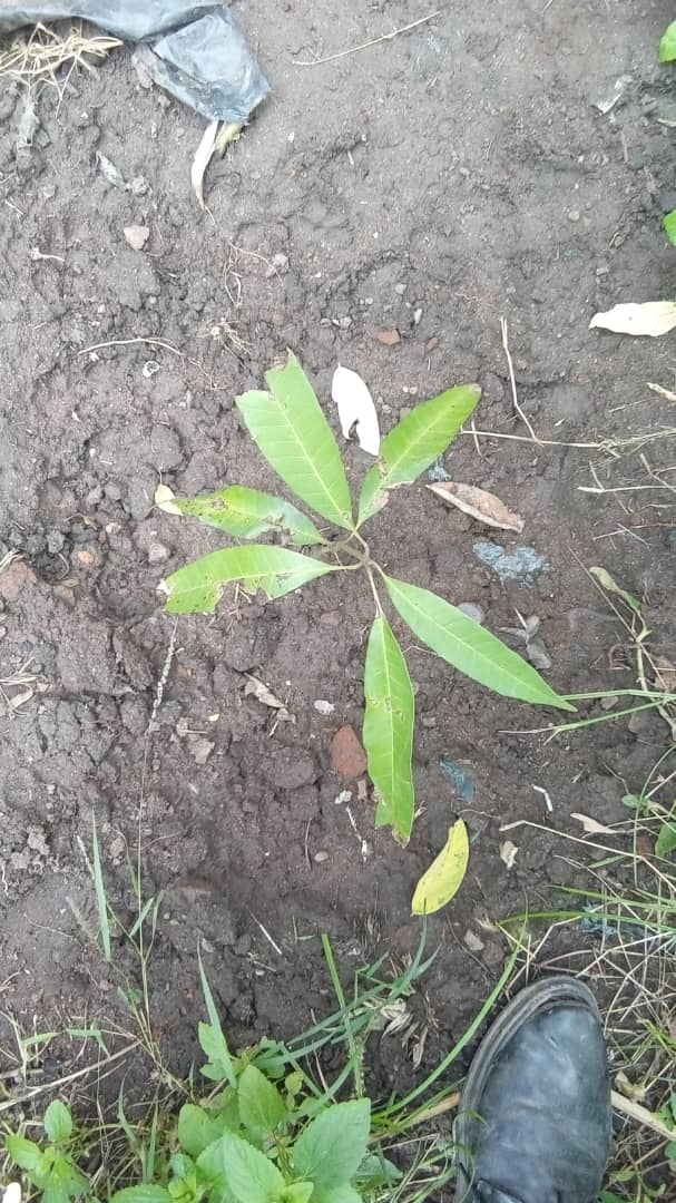 plants image here
