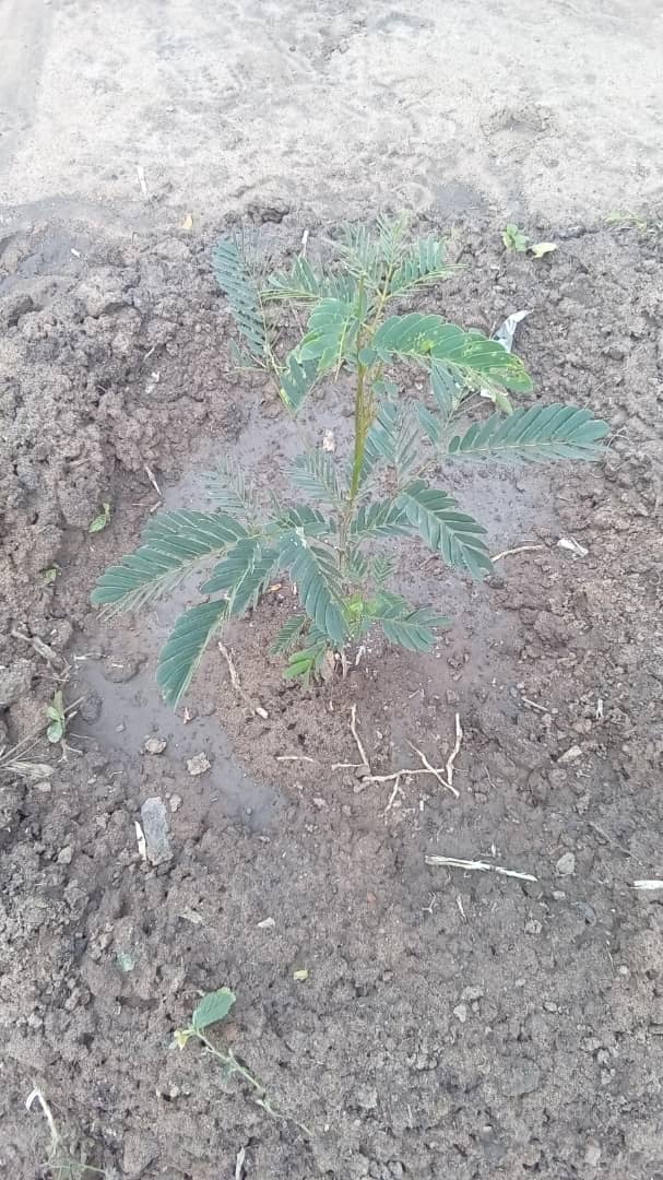 plants image here