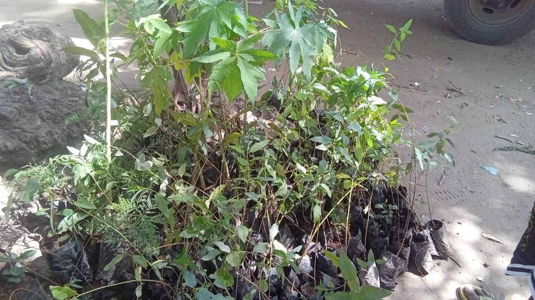 plants image here